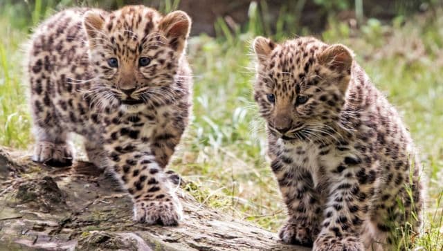 7 leopard cubs die at Bengaluru biological park after virus attack: Report