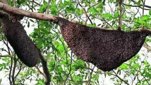 To stop rampant infiltration via porus Indo-Bangladesh border, BSF invokes ‘bee warriors’